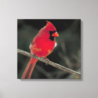 El cardenal rojo encaramado en una rama de árbol