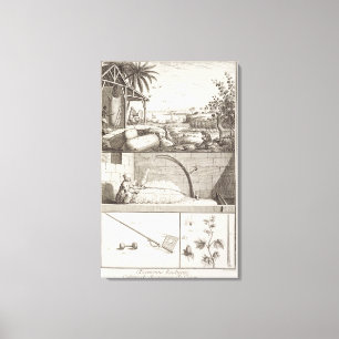 Lienzo El cultivo del algodón, del 'Encyclopedia