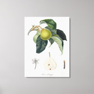 Lienzo El d'ange de Poire, grabado por Bocourt, publicó