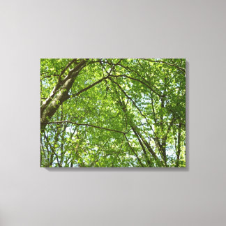 Lienzo El dosel de la primavera deja la naturaleza verde