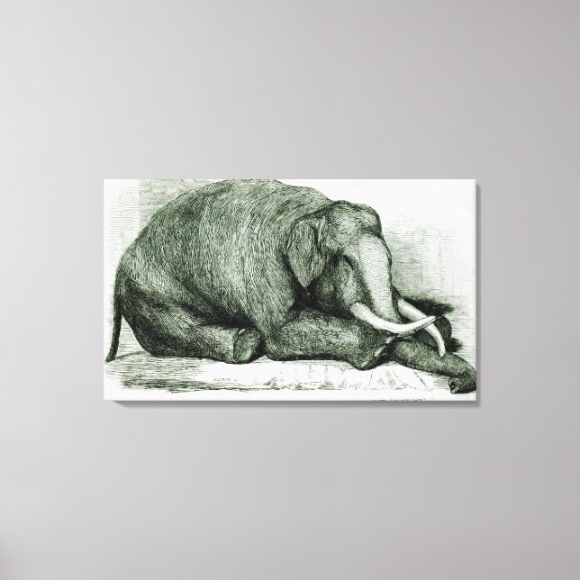 Lienzo El elefante muerto (Anverso)