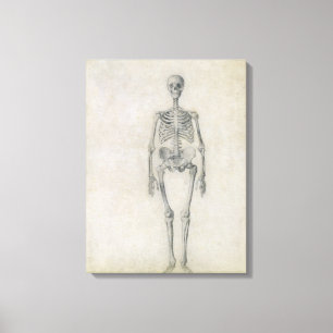 Lienzo El esqueleto humano, visión anterior, desde la