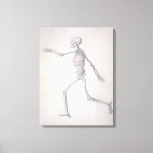 Lienzo El esqueleto humano, vista lateral, de la serie