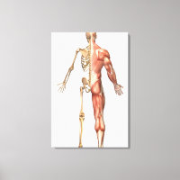 El Esqueleto Humano Y El Sistema Muscular, Atrás