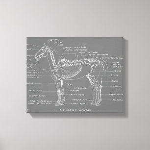 LIENZO EL ESQUELETÓN DEL CABALLO