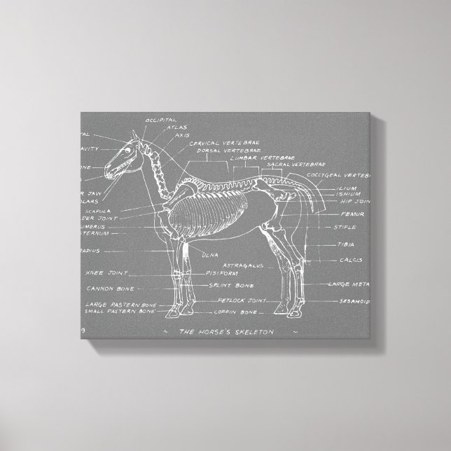 LIENZO EL ESQUELETÓN DEL CABALLO (Anverso)