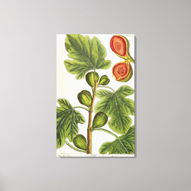Lienzo El Fig Tree, placa 125 de A Curious Herbal, p (Anverso)