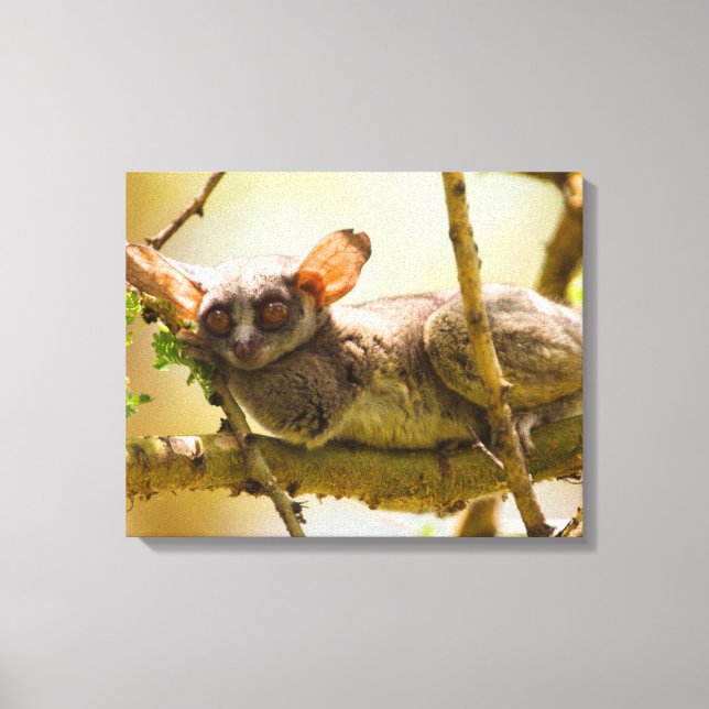 Lienzo El gálago senegalés (Galago Senegalensis) (Anverso)