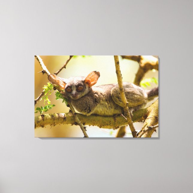 Lienzo El gálago senegalés (Galago Senegalensis) (Anverso)