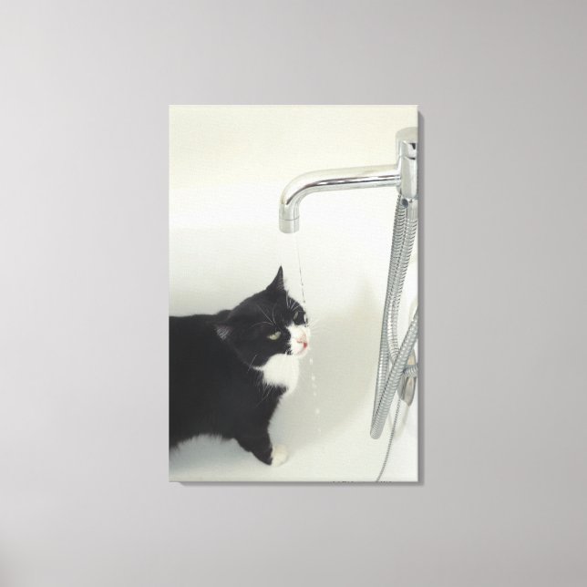 Lienzo El Gato Bebía Agua Derramada De Un Tap (Anverso)