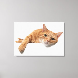 Lienzo El gato del naranja está tumbado