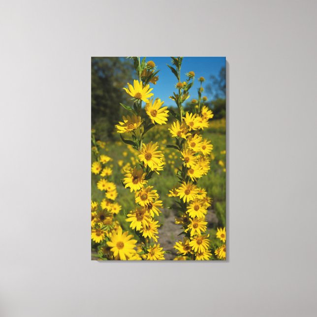 Lienzo El girasol de Maximilian (Helianthus Maximiliani) (Anverso)