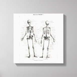Lienzo El hueso humano esquelético de la anatomía del