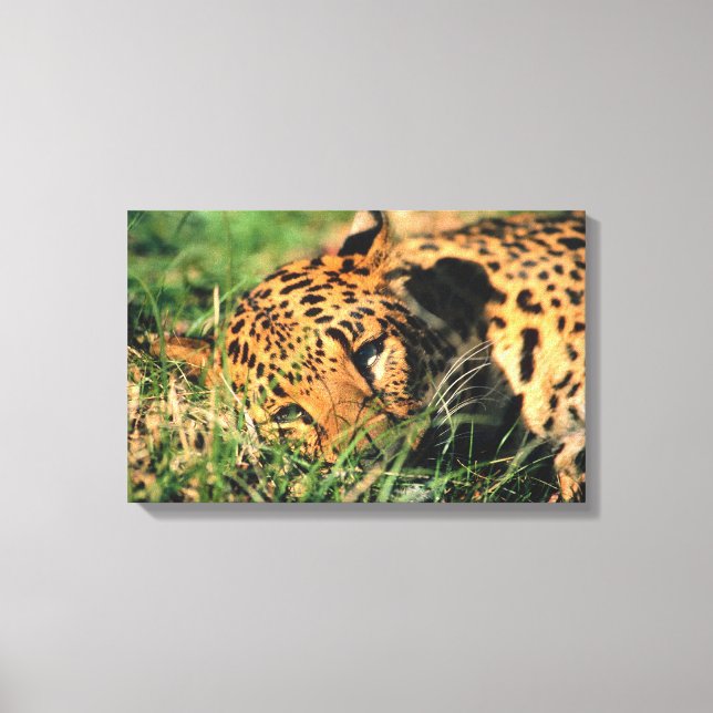 Lienzo El leopardo descansando en la hierba (Anverso)