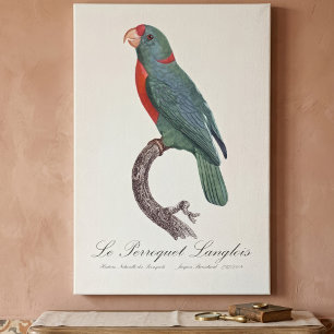 Lienzo El loro Langlois de Jacques Barraband