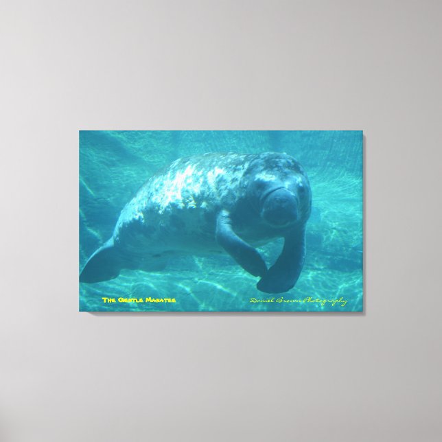 Lienzo El Manatee Gentil (Anverso)