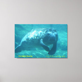 Lienzo El Manatee Gentil
