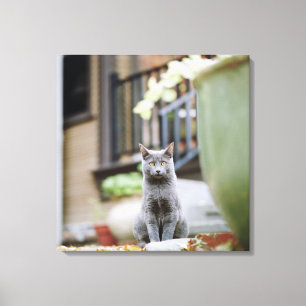 Lienzo El mirar fijamente del gato