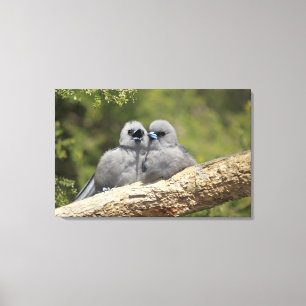 Lienzo El negro hizo frente a Woodswallow, cinereus del