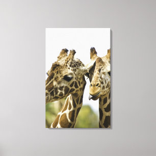 Lienzo El nombre giraffe deriva de la palabra árabe