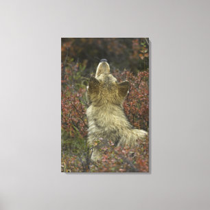 Lienzo El oler joven alerta del lobo gris (lupus de