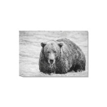 El oso marrón costero es vida salvaje en blanco y