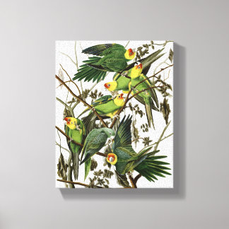 Lienzo El paracaídas de Carolina de Audubon