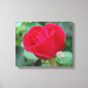 Lienzo ¡El Rosa perfecto!