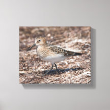 El Sandpiper de Baird en la playa