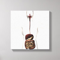 El sistema digestivo humano 2