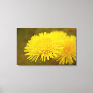 Lienzo El sueño de Dandelion. flor silvestre amarillo bon