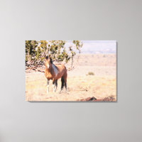 El sur de Steens Wild Horse