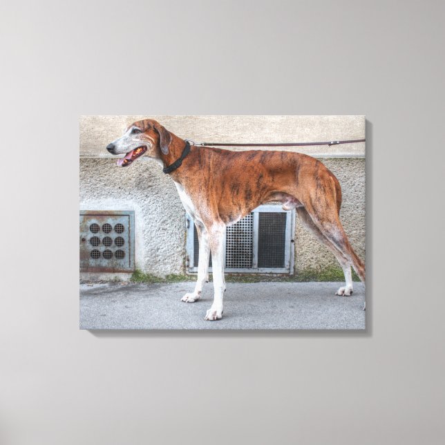 Lienzo Elder Brindle Greyhound (Anverso)