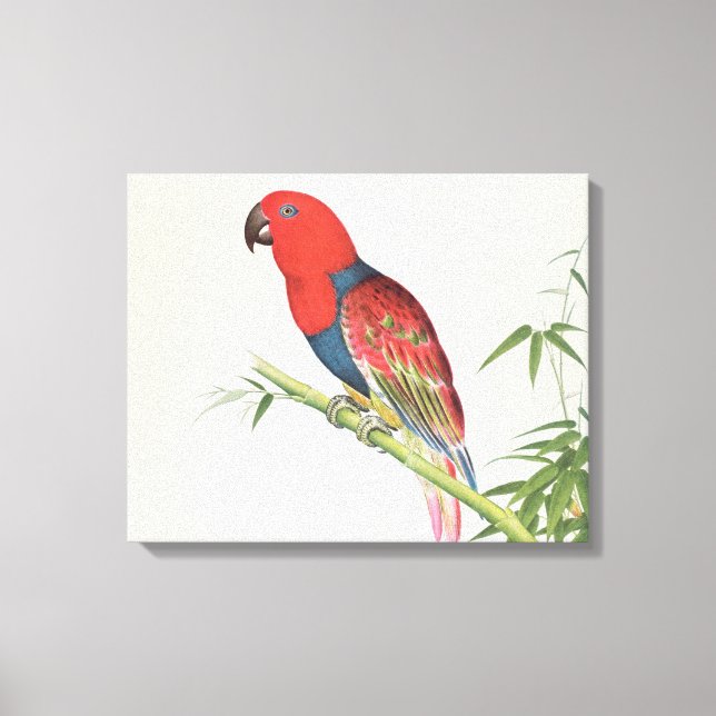 Lienzo Electus Parrot, en una sesión de bambú (Anverso)