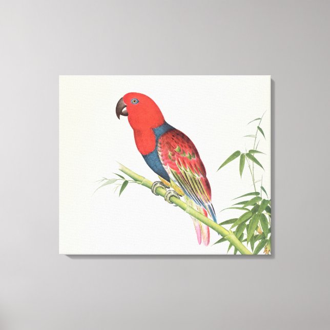 Lienzo Electus Parrot, en una sesión de bambú (Anverso)