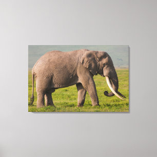 Lienzo Elefante africano, Área de conservación de Ngorong