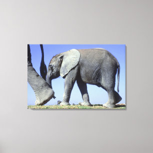 Lienzo Elefante africano Calf