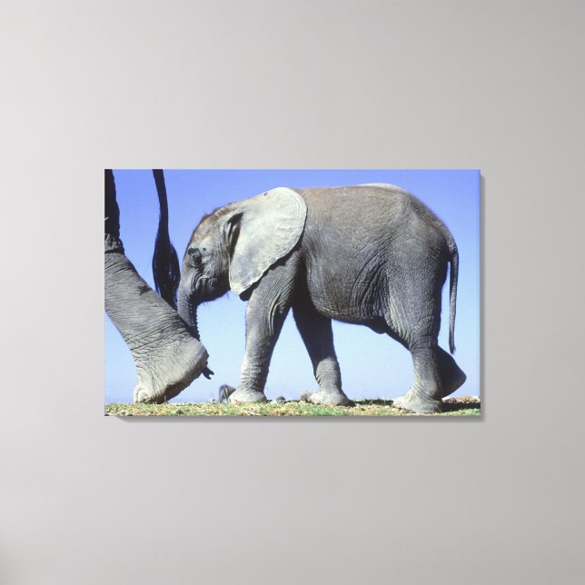Lienzo Elefante africano Calf (Anverso)