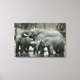 Lienzo Elefante africano, (Loxodonta africana), bebiendo