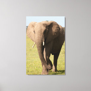 Lienzo Elefante africano (Loxodonta Africana), Maasai