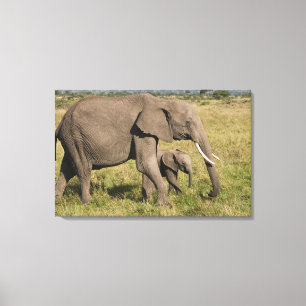 Lienzo Elefante africano y cría (Loxodonta africana),