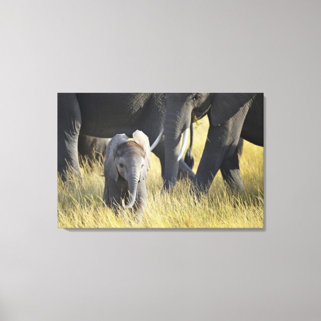Lienzo Elefante bebé (Anverso)