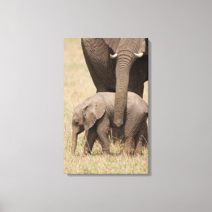 Lienzo Elefante bebé africano con madre