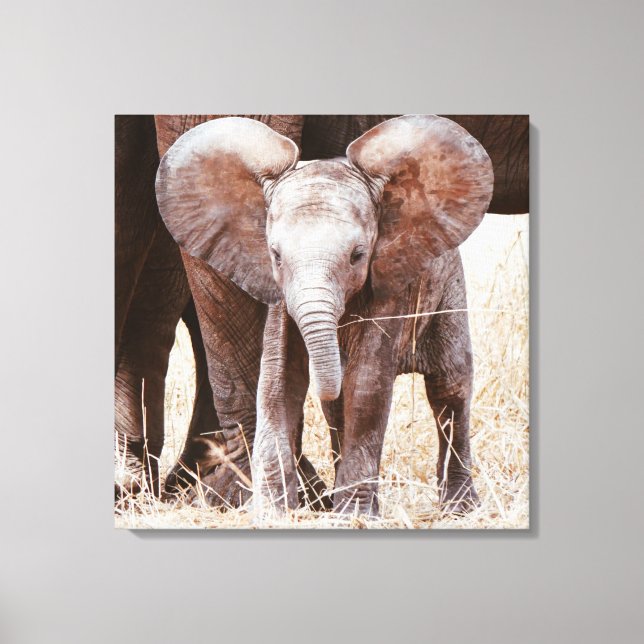 Lienzo Elefante bebé cute elefante africano con mamá (Anverso)