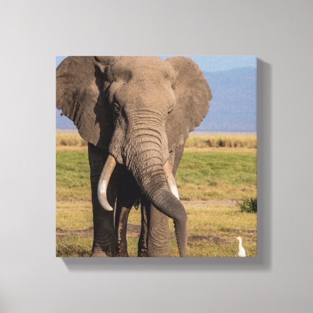Lienzo Elefante Buscando (Anverso)