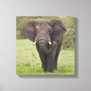 Lienzo Elefante de Tanzania África en el cráter de Ngoron