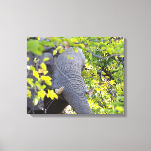 LIENZO ELEFANTE ENTRE HOJAS VERDES 