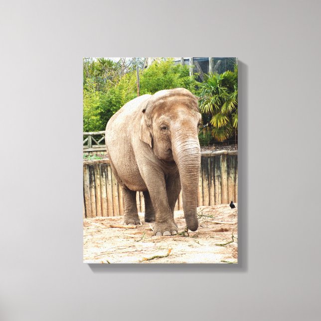 Lienzo elefante indio animal (Anverso)