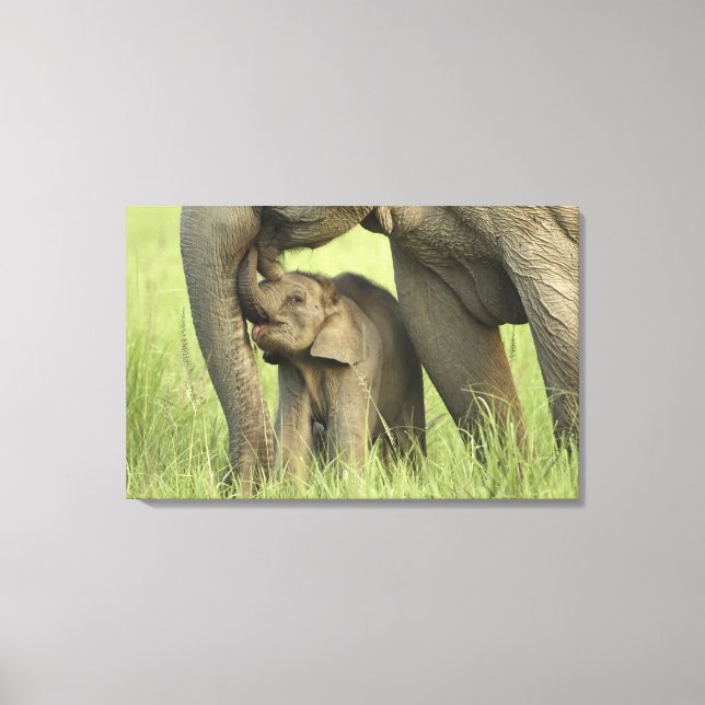Lienzo Elefante indio / asiático y cría, Corbett (Anverso)