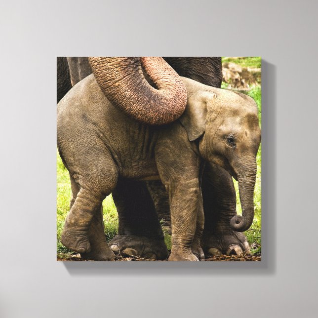 Lienzo Elefante madre asiática que protege a su bebé (Anverso)